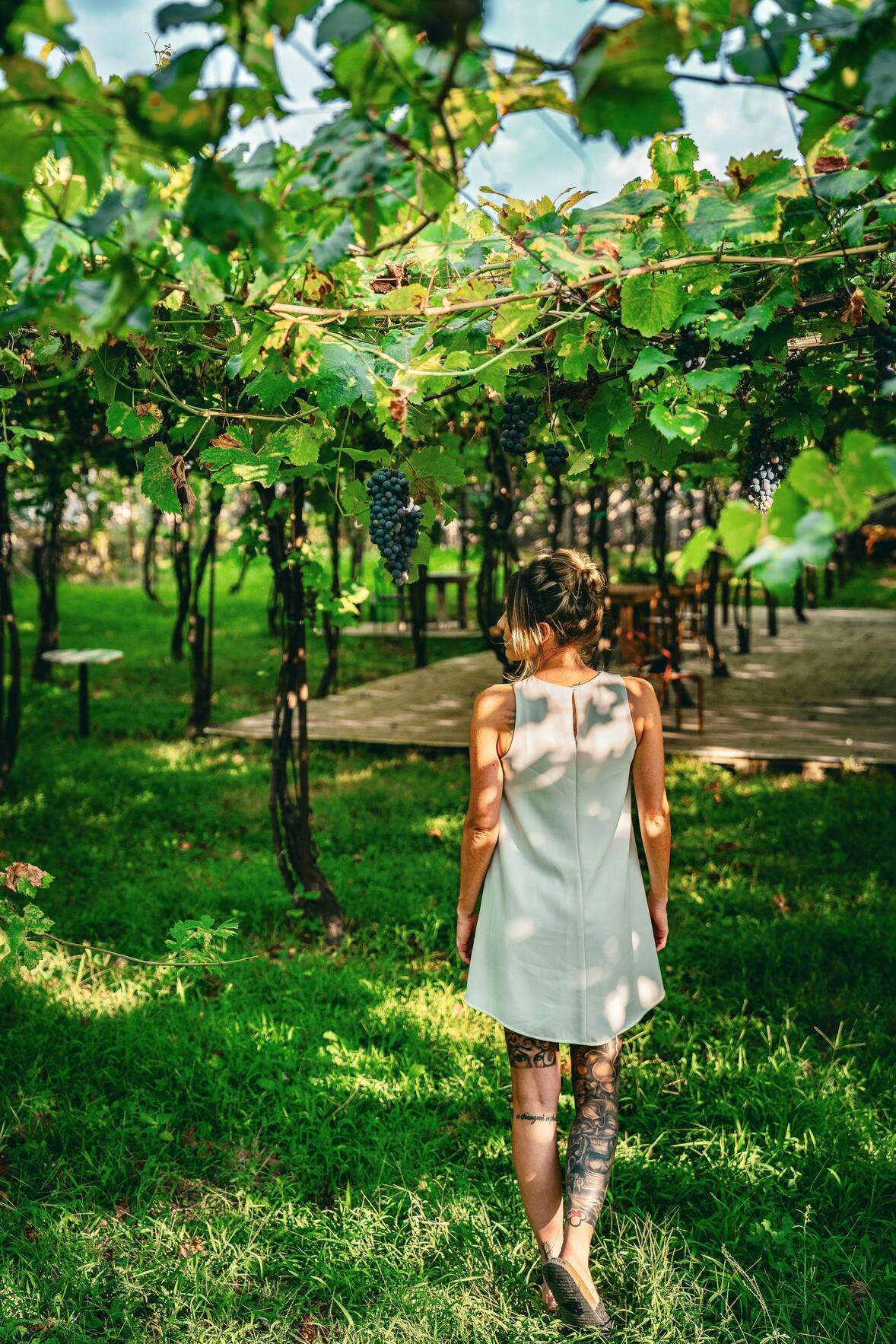Hirondelle Vineyard Walk & Luncheon