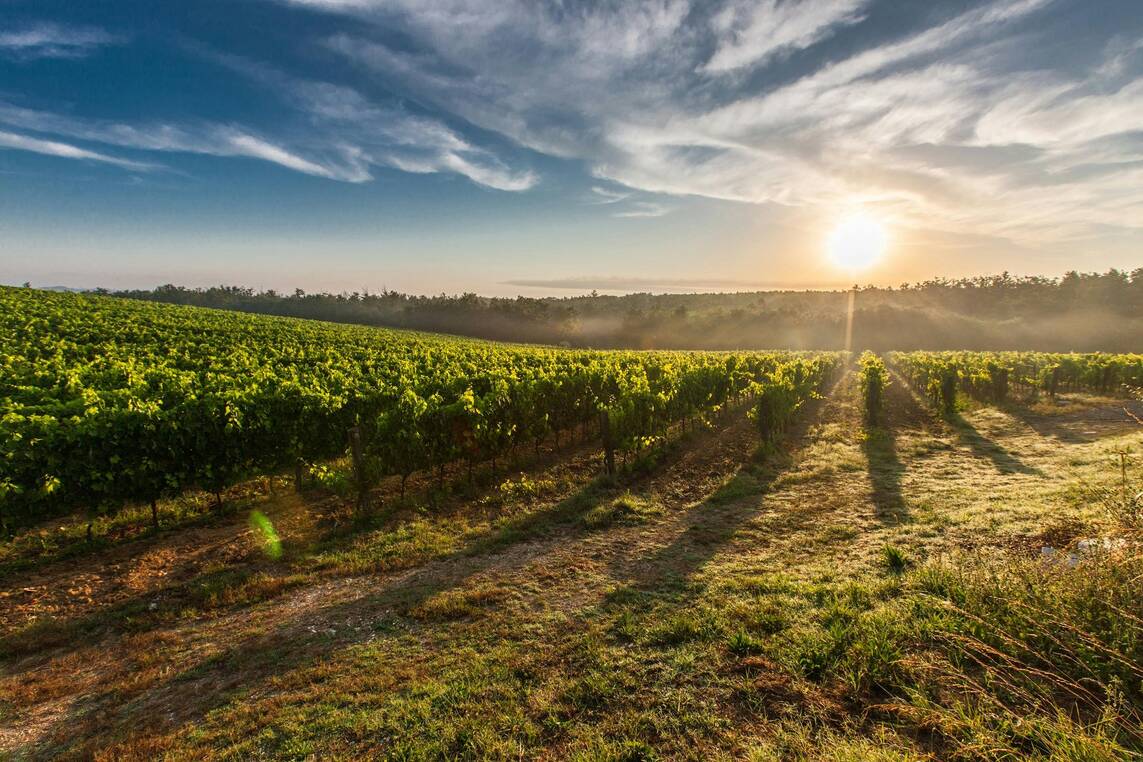 Calistoga Summer in the Vineyards: Wine Passport Program
