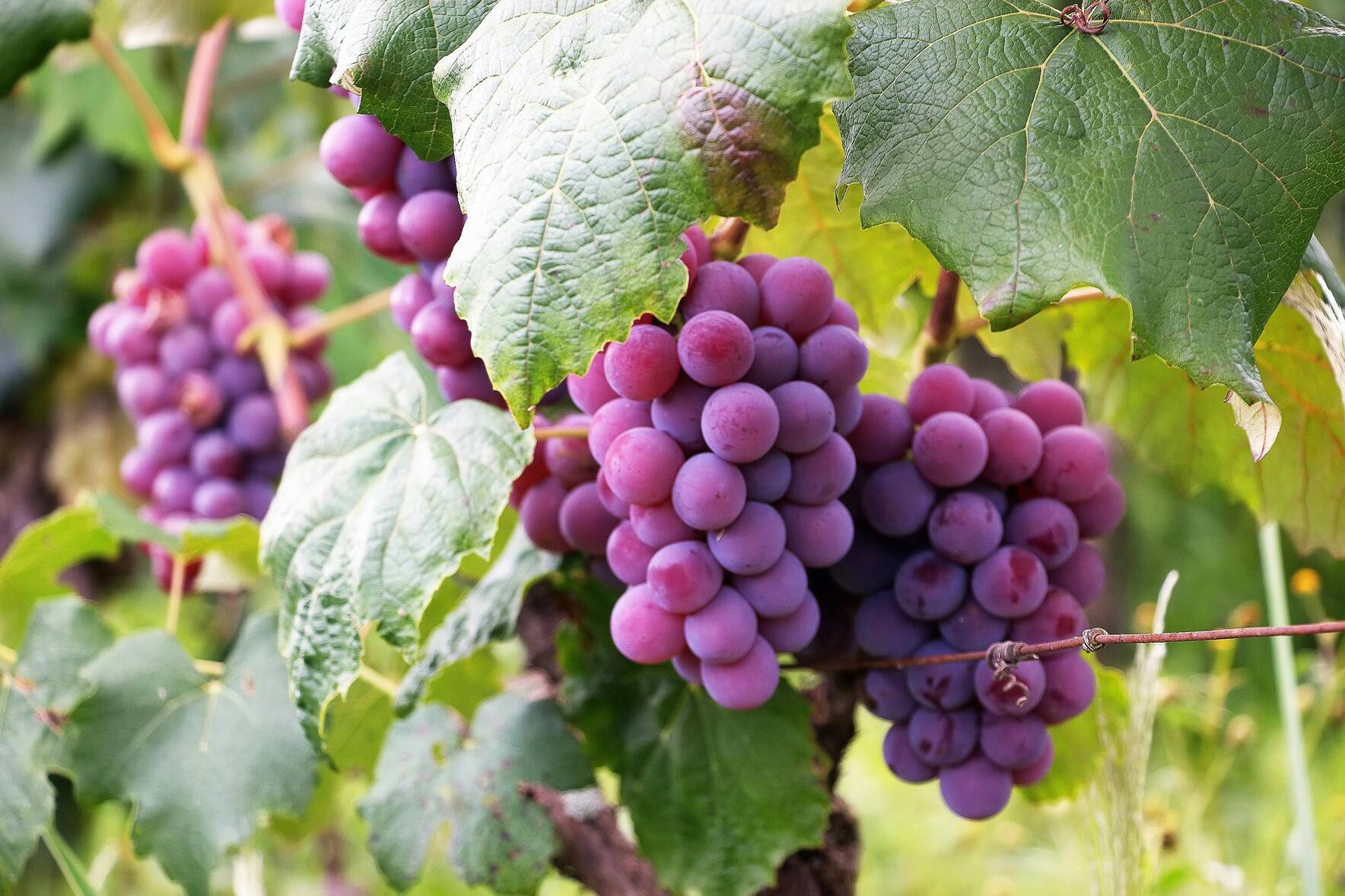 Meet the BV Winemaking Team